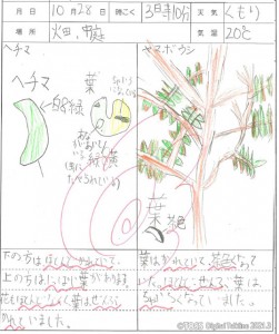 6観察カード10.28ヘチマ・ヤマボウシ