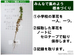 標本づくり子供へ
