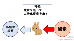P40 生物と地球環境基本原稿イラスト