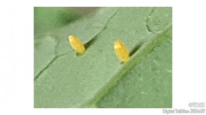 P41 小森栄治画像4